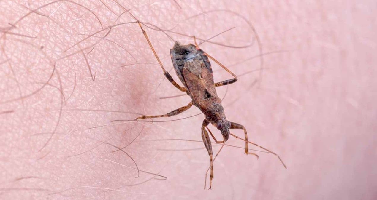 yuz binlerce kisi farkinda olmadan hastaliga yakalandi yeni tehdit opucuk bocegi dULKRVD9