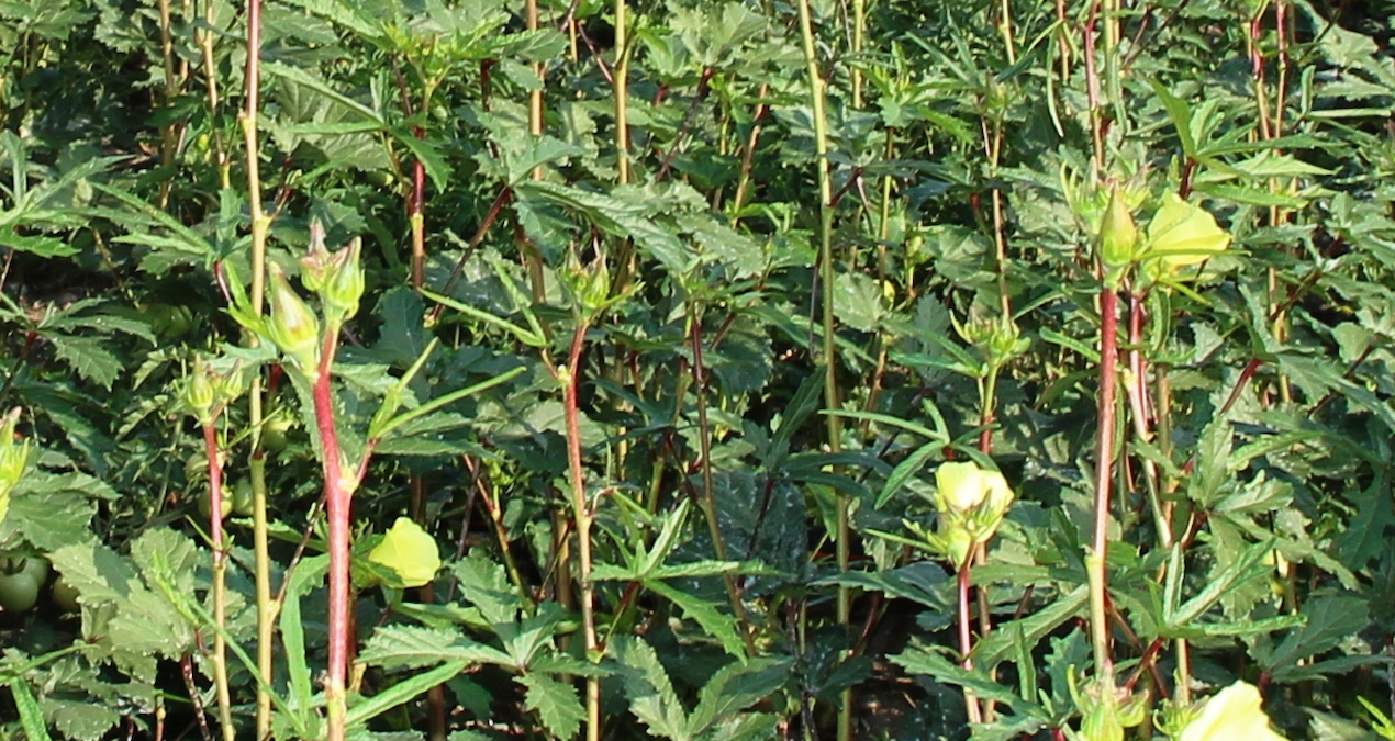 Türklerin Gözünden Kaçan ‘Yeşil Altın’: Japonların Bamya Sevgisi