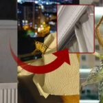 Balkanlardan geliyorlar istanbulda alarm bircok ilcede goruldu evlerin iclerine girdi 1784456399 5884 w620 h360